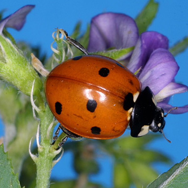 Beneficial Insects in Alfalfa Fields